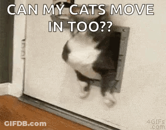 A Cat Is Coming Out Of A Cat Door And Says `` Can My Cats Move In Too ? '' GIF