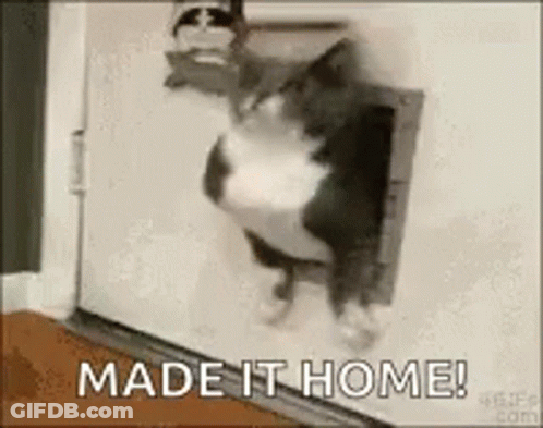 A Cat Is Coming Out Of A Cat Door And Says `` Made It Home ! '' GIF