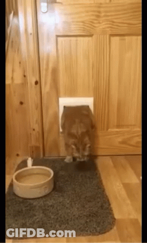 A Cat Is Coming Out Of A Cat Door Next To A Bowl . GIF