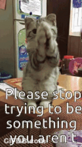 A Cat Is Covering Its Eyes With Its Paws While Sitting On A Table .. GIF