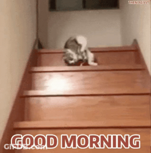 A Cat Is Crawling Up A Set Of Wooden Stairs And Says Good Morning GIF