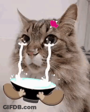 A Cat Is Crying While Holding A Bowl Of Water . GIF