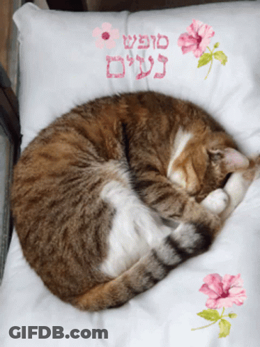 A Cat Is Curled Up On A Pillow With Flowers And Hebrew Writing On It GIF
