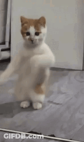 A Cat Is Dancing In Front Of A Mirror And Looking At Itself . GIF