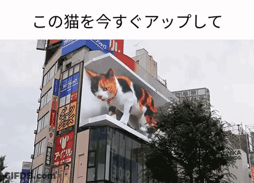 A Cat Is Displayed On The Side Of A Building With Chinese Writing GIF