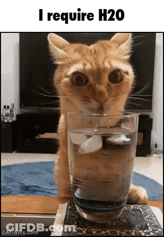 A Cat Is Drinking From A Glass Of Water On A Table . GIF