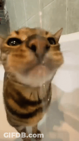 A Cat Is Drinking Water From A Bathtub And Looking At The Camera . GIF