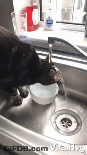 A Cat Is Drinking Water From A Bowl In A Sink With A Covex Soap Bottle In The Background GIF