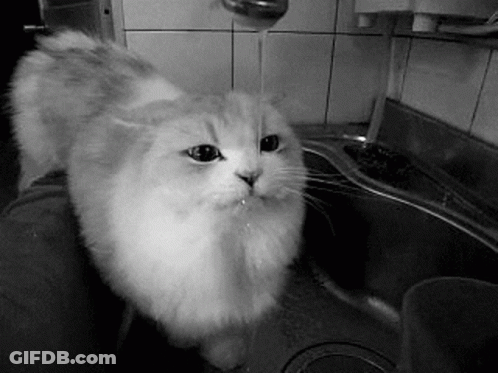 A Cat Is Drinking Water From A Faucet In A Sink . GIF