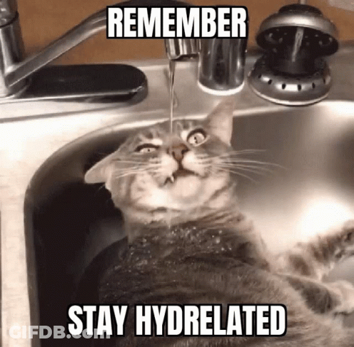A Cat Is Drinking Water From A Faucet In A Sink GIF