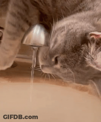 A Cat Is Drinking Water From A Faucet . GIF