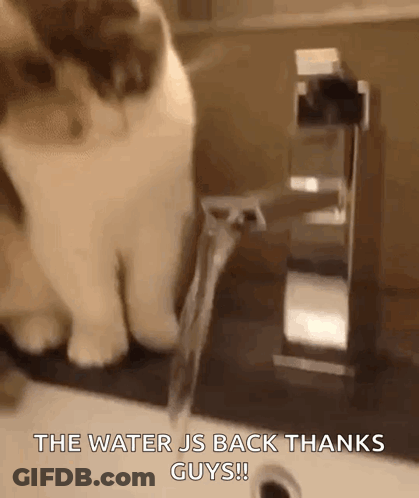 A Cat Is Drinking Water From A Faucet With The Words " The Water Js Back Thanks Guys " Written Below It GIF