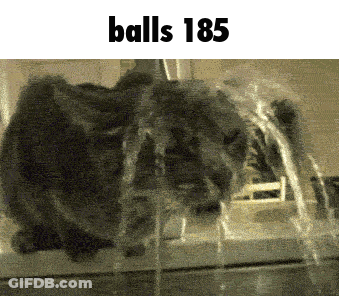 A Cat Is Drinking Water From A Fountain And The Text Balls 185 Is Above It GIF