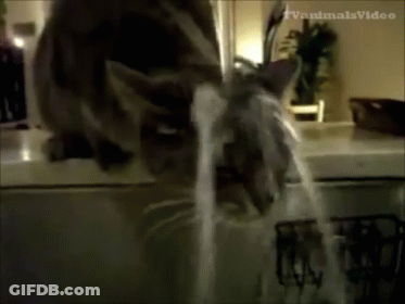 A Cat Is Drinking Water From A Kitchen Sink And The Words Tv Animal Video Are On The Bottom Of The Screen GIF