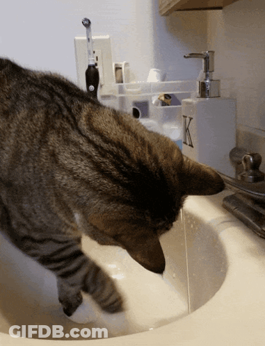 A Cat Is Drinking Water From A Sink With A Soap Dispenser That Says K On It GIF