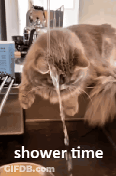 A Cat Is Drinking Water From A Sink With The Words Shower Time Written Below It GIF