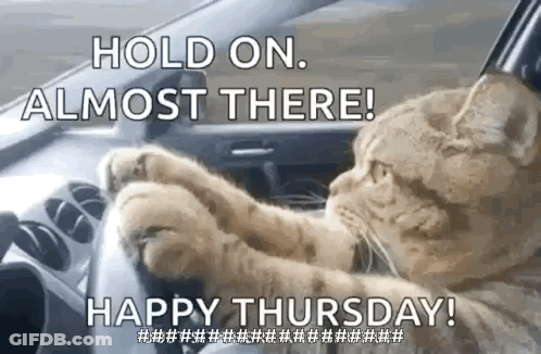 A Cat Is Driving A Car And Holding The Steering Wheel . GIF