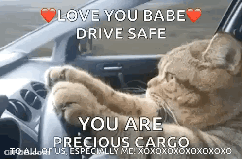 A Cat Is Driving A Car And Saying `` Love You Babe Drive Safe You Are Precious Cargo To All Of Us Especially Me '' GIF