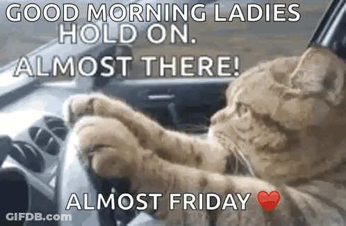 A Cat Is Driving A Car And Says `` Good Morning Ladies Hold On Almost There ! Almost Friday '' . GIF