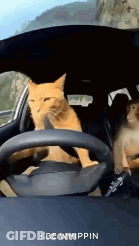 A Cat Is Driving A Car With A Monkey In The Back Seat .. GIF