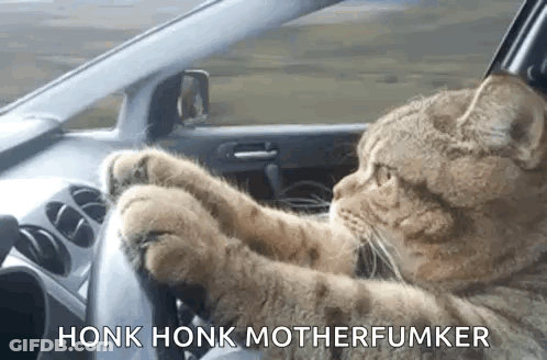 A Cat Is Driving A Car With Its Paws On The Steering Wheel And Says Honk Honk Motherfumker . GIF