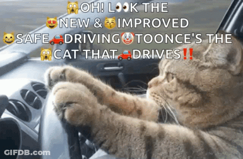 A Cat Is Driving A Car With The Caption Oh Look The New & Improved Safe Driving Toonce 'S The Cat That Drives ! GIF