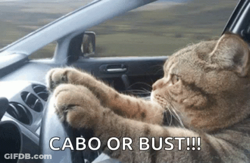 A Cat Is Driving A Car With The Words " Cabo Or Bust " Below It GIF