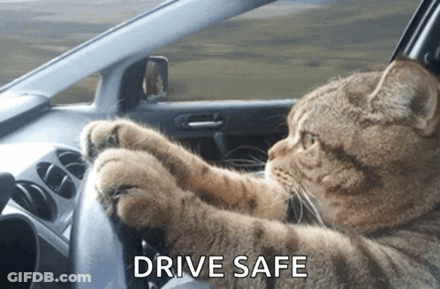 A Cat Is Driving A Car With The Words Drive Safe Written Below It GIF