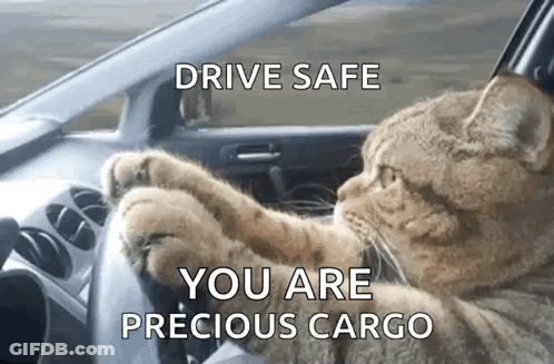 A Cat Is Driving A Car With The Words Drive Safe You Are Precious Cargo Above It GIF