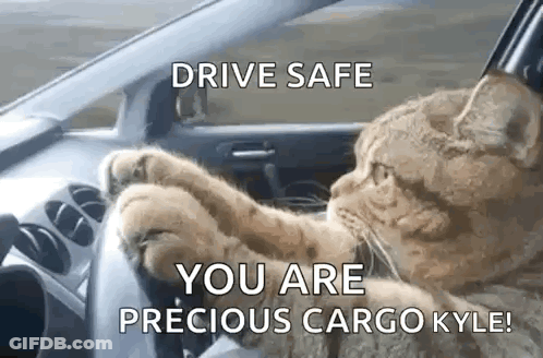 A Cat Is Driving A Car With The Words `` Drive Safe You Are Precious Cargo Kyle '' . GIF