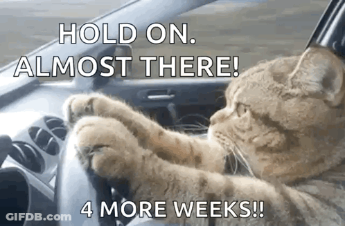 A Cat Is Driving A Car With The Words Hold On Almost There 4 More Weeks GIF