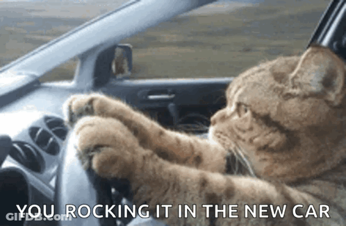A Cat Is Driving A Car With The Words " Your Rocking It In The New Car " GIF