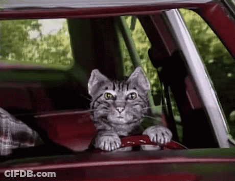A Cat Is Driving A Red Car And Looking Out The Window GIF