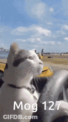 A Cat Is Driving A Yellow Car With The Words Mog 127 On The Steering Wheel GIF