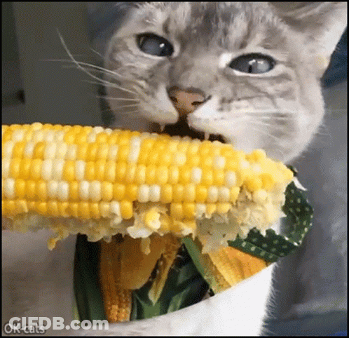 A Cat Is Eating A Corn On The Cob . GIF