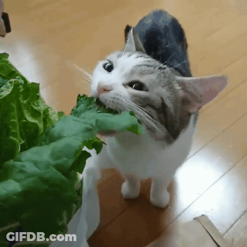 A Cat Is Eating A Leaf Of Lettuce From A Bag GIF