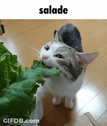 A Cat Is Eating A Leaf Of Lettuce Under The Word Salade GIF