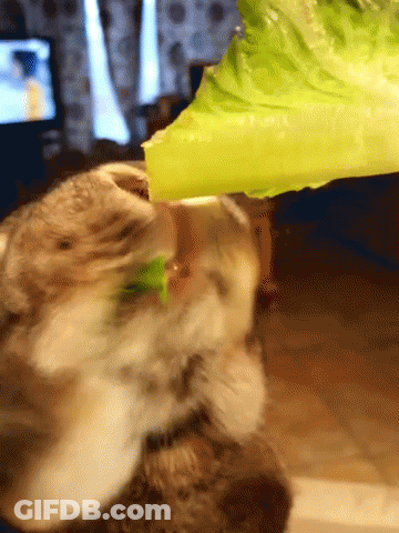 A Cat Is Eating A Piece Of Lettuce With Its Mouth GIF