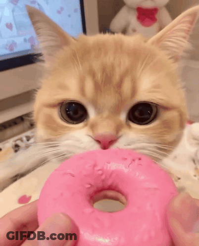 A Cat Is Eating A Pink Donut With Its Mouth Open . GIF