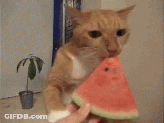 A Cat Is Eating A Slice Of Watermelon From Someone 'S Hand . GIF