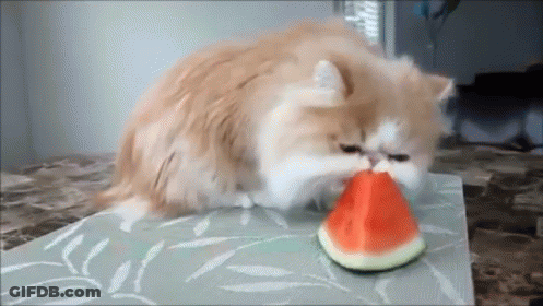 A Cat Is Eating A Slice Of Watermelon GIF