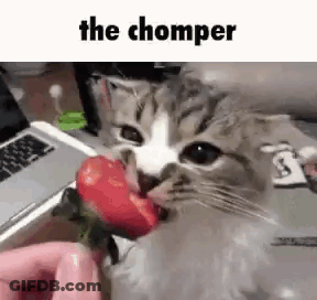 A Cat Is Eating A Strawberry From A Person 'S Hand In Front Of A Laptop . GIF