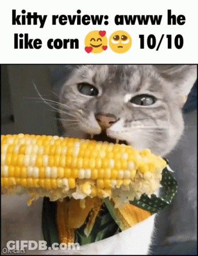 A Cat Is Eating Corn On The Cob And The Caption Says Kitty Review : Awww He Like Corn GIF