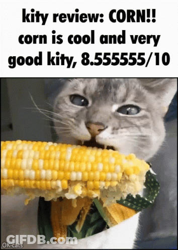 A Cat Is Eating Corn On The Cob With A Caption That Says " Kity Review : Corn " GIF