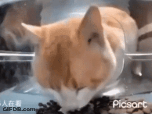 A Cat Is Eating Food From A Bowl In A Container . GIF
