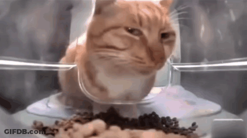 A Cat Is Eating Food From A Bowl In A Container . GIF