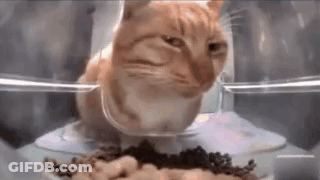 A Cat Is Eating Food From A Bowl In A Container . GIF