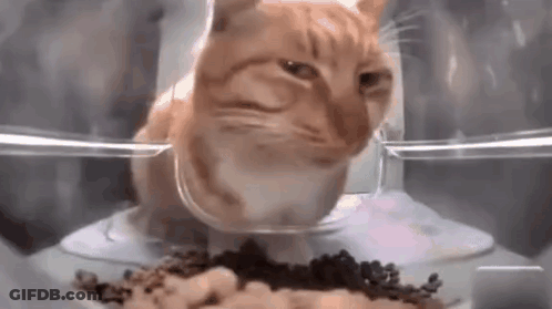 A Cat Is Eating Food From A Bowl In A Plastic Container . GIF