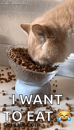 A Cat Is Eating Food From A Bowl With The Words `` I Want To Eat '' On It . GIF