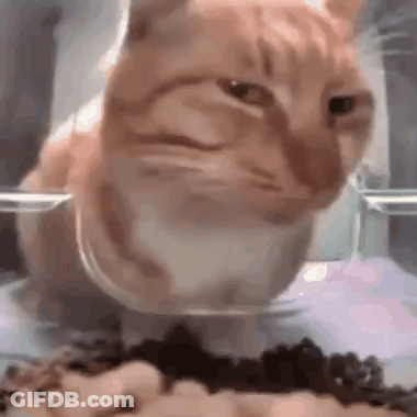 A Cat Is Eating Food From A Clear Bowl . GIF